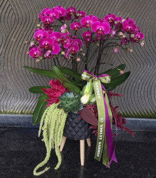 Fuşya Bellissimo Orkide 