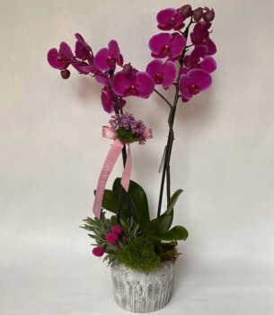 Çift Dallı Fuşya Orkide