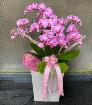 Pembe Bellissimo Orkide