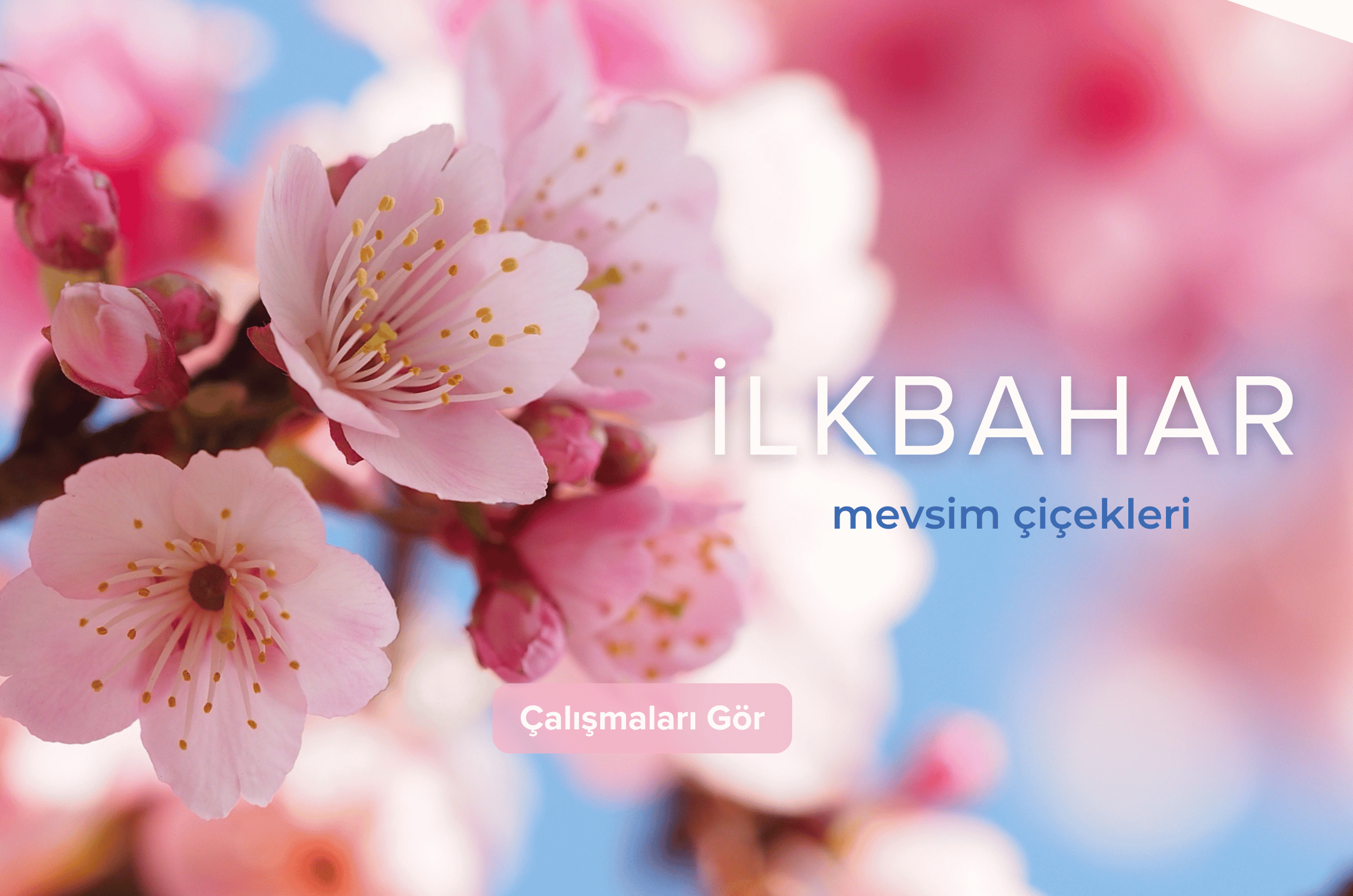 Violet Garden Çiçekliği | Caddebostan | İstanbul İçi Aynı Gün Teslim Çiçek